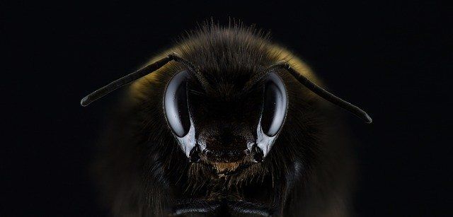 So wichtig sind Bienen für unsere Ernährung, und: darum ist Honig so gesund