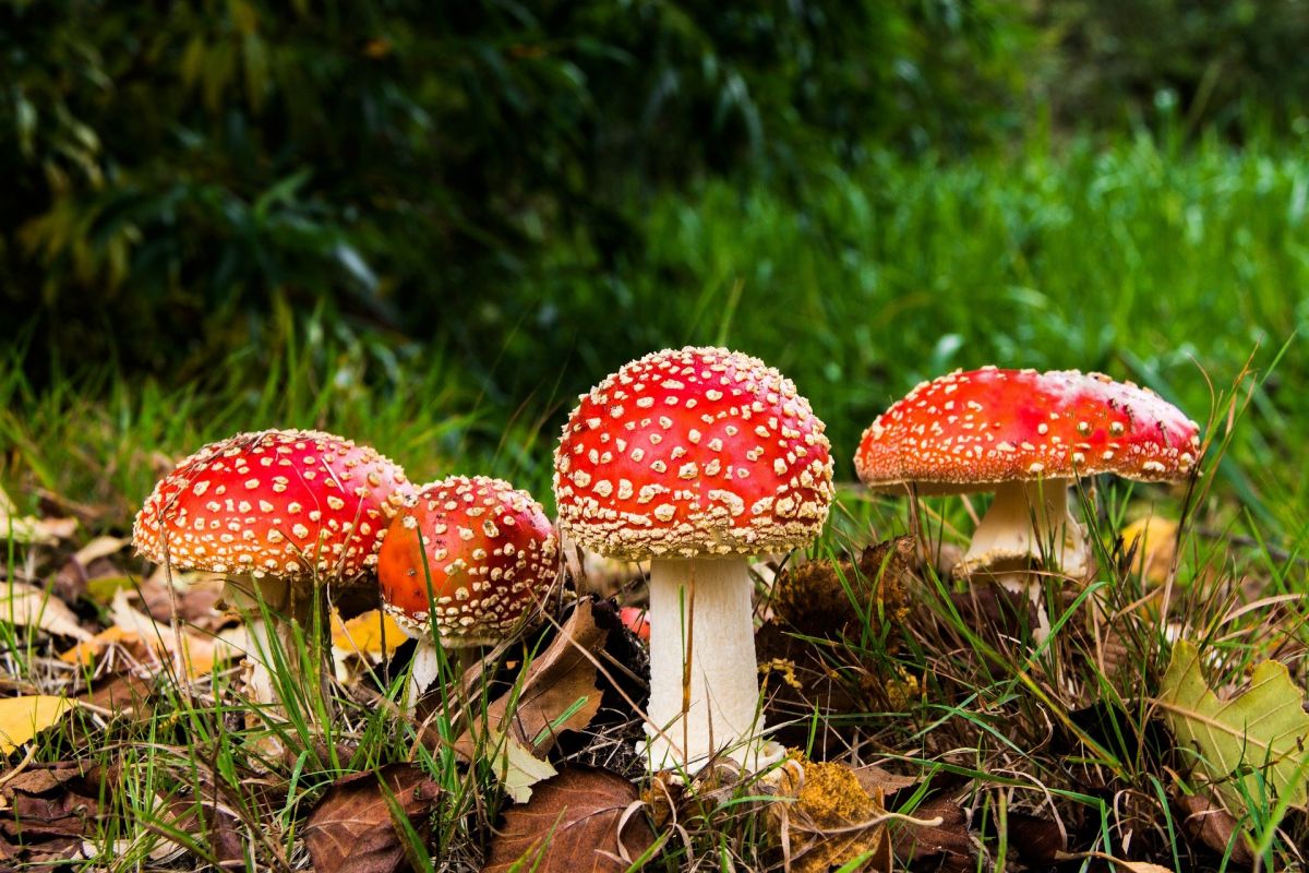 Why you should be careful with mushrooms and how to eat them