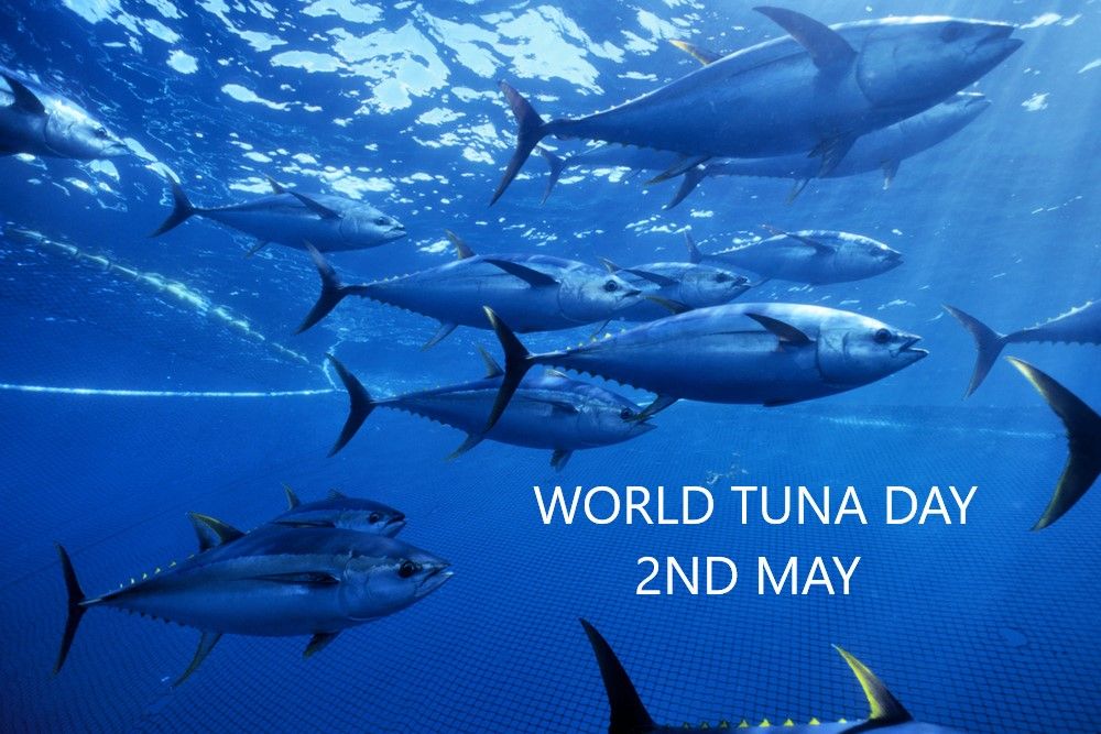 Where does the name "Tuna" come from and what is the best way to enjoy it