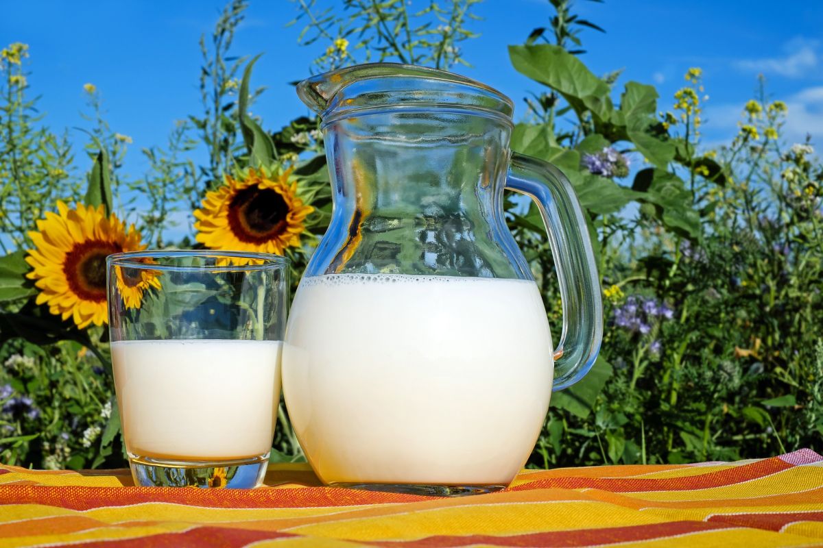 Animal ou vegan, inteiro ou com pouca gordura: o leite. Produtos disponíveis e benefícios para a saúde